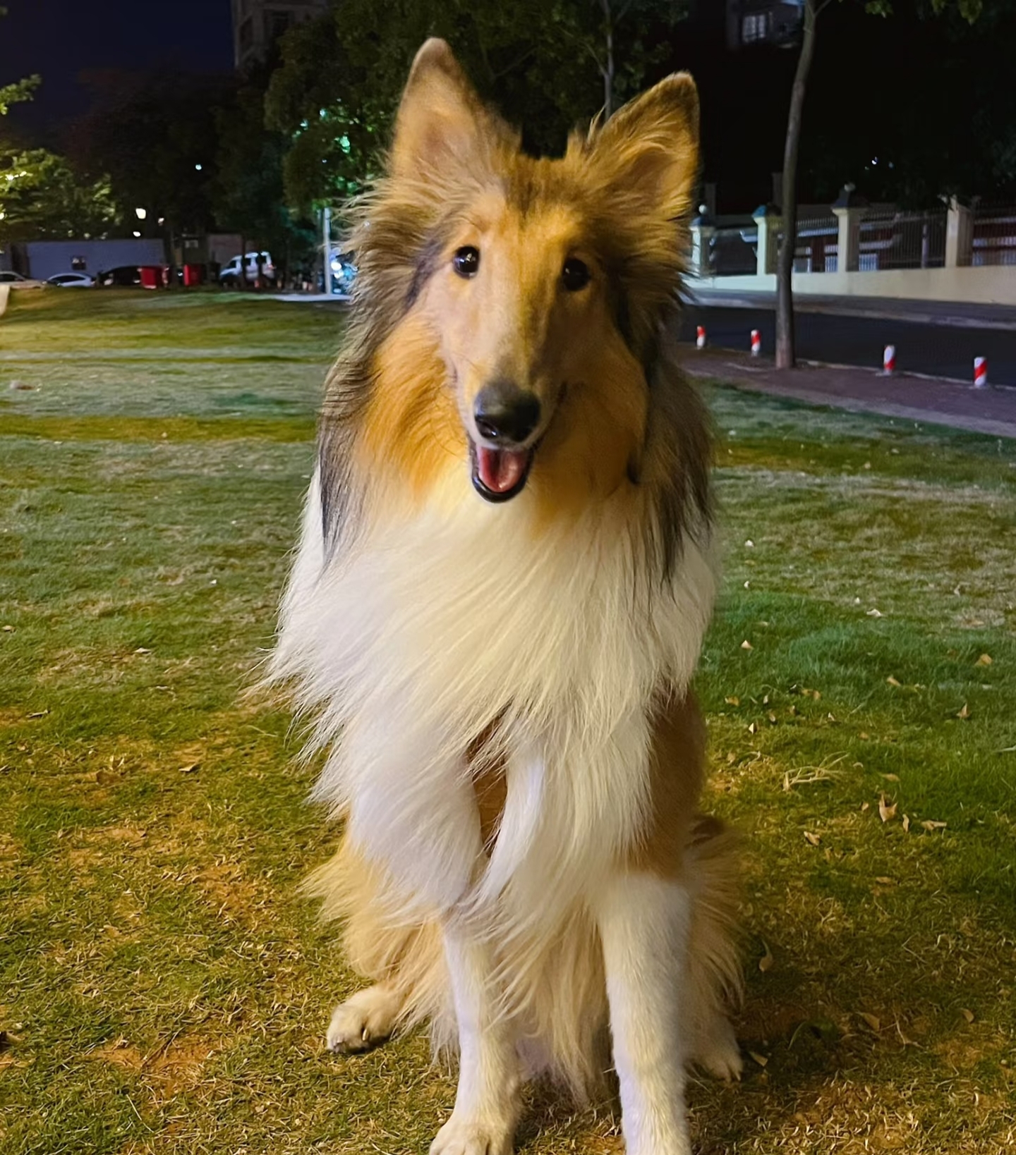 苏格兰牧羊犬